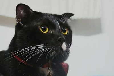 Portrait of black cat