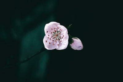 Close-up of white rose