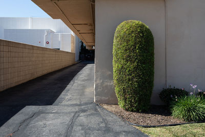 Potted plants on footpath against wall