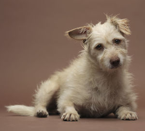 Portrait of dog sitting on floor