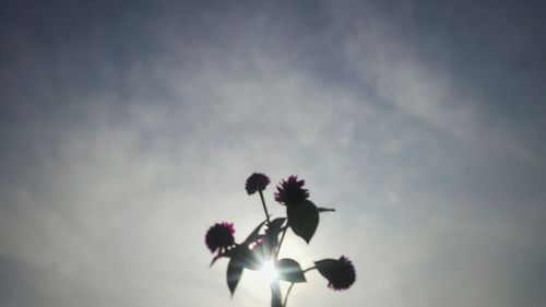 Low angle view of blooming tree against sky