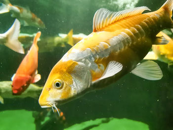 Close up view of beautiful giant japanese koi carp fish