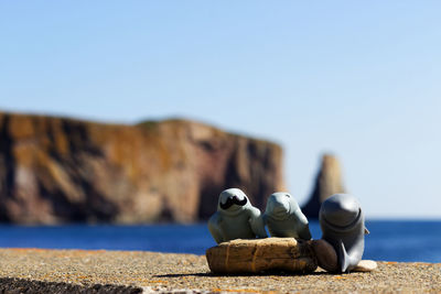 Close-up of rock in sea against clear sky