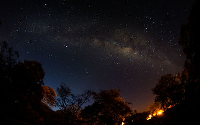 Low angle view of trees against sky at night