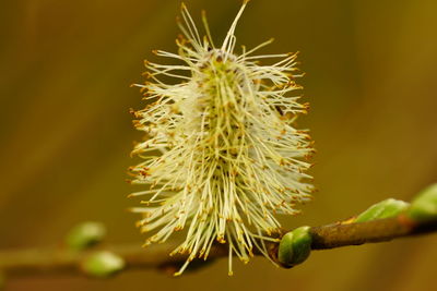 Close-up of flower buds