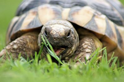 Close-up of turtle on ground