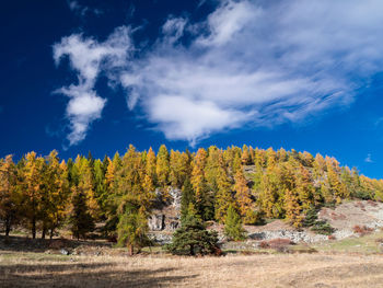 Trees on field against sky