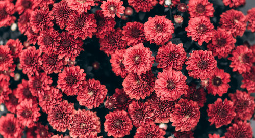 Full frame shot of red flowering plants
