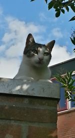 Low angle view of cat