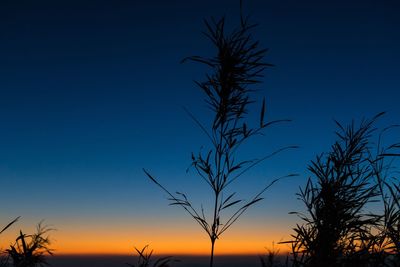 Silhouette bare trees on landscape against sunset sky