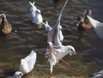 High angle view of seagulls flying over lake