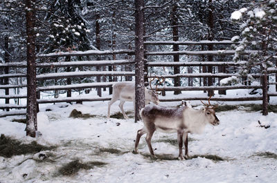 Horse on snow field against trees during winter