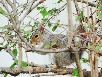 Bird perching on tree