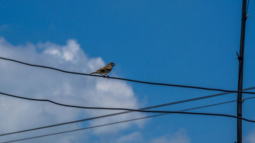 Low angle view of bird perching on cable against sky