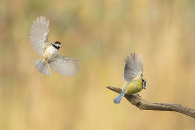 Bird flying