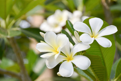 Close-up of white flowering plant