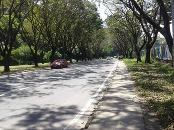 Surface level of road amidst trees in city