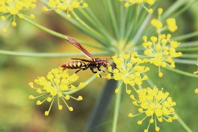 Close-up of butterfly pollinating on yellow flower