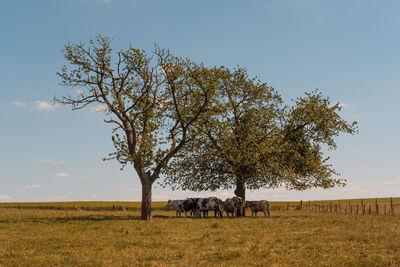 View of cows grazing on field against sky
