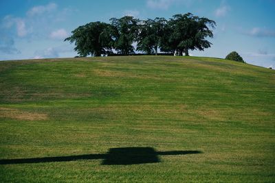 Trees on field against sky