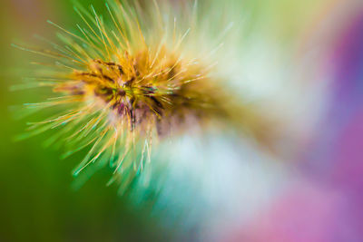 Close-up of insect on flower