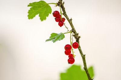 Close-up of red berries growing on plant