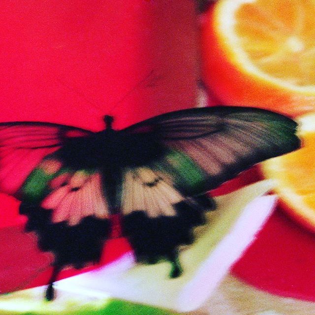 insect, close-up, flower, indoors, pink color, multi colored, red, one animal, no people, animal themes, pattern, selective focus, fragility, design, petal, nature, focus on foreground, day, butterfly - insect