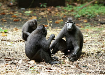 Monkeys sitting on land