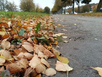Surface level of dry leaves on road