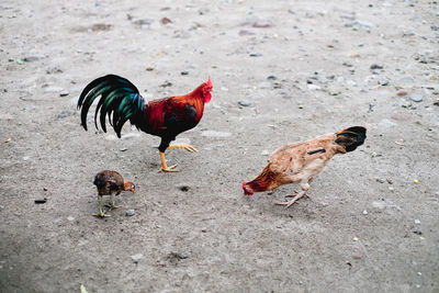 High angle view of birds on land