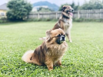 High angle view of dog on field
