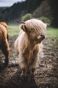 Close-up of highland cattle on landscape