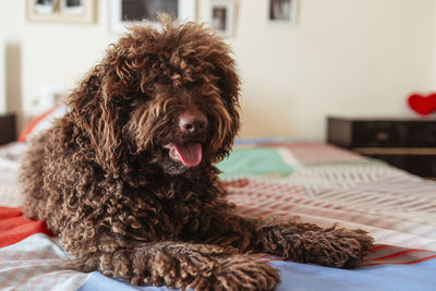 A sweet pet lies on the bed friendly looking at the camera. a red-haired domestic friend relaxes 