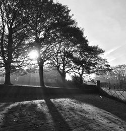 Sun shining through trees on landscape