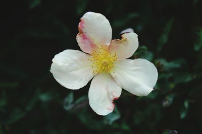 Close-up of fresh white cherry blossoms blooming outdoors