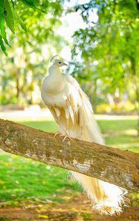 Bird perching on a tree