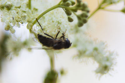 Close-up of insect on flower