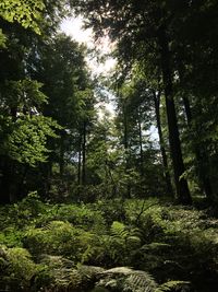 Low angle view of trees in forest