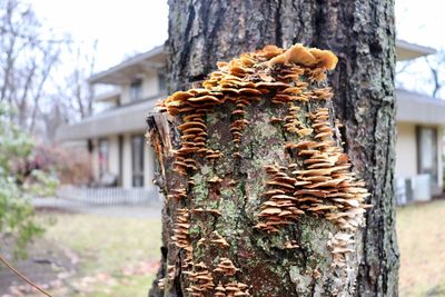 Close-up of wooden post on tree trunk