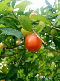 Close-up of cherries on tree