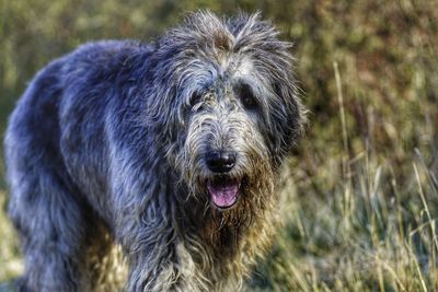 Close-up portrait of dog