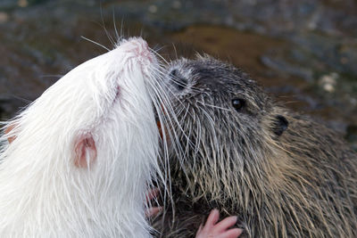 Kissing beavers