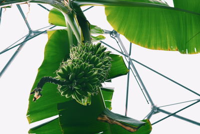 Low angle view of plants