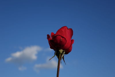 Close-up of red flower against sky