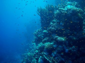 Fish swimming in sea