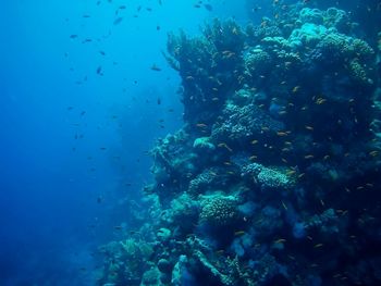 Beautiful tropical fish, marsa alam, egypt