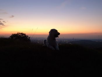 Silhouette dog against sky during sunset