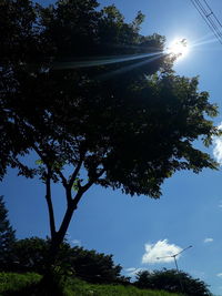 Low angle view of trees against sky