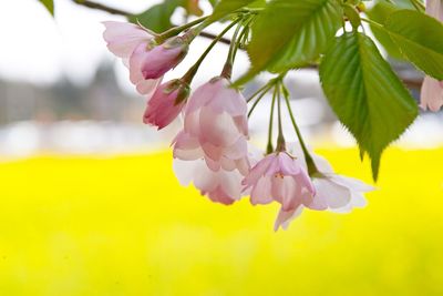 Close-up of pink cherry blossoms