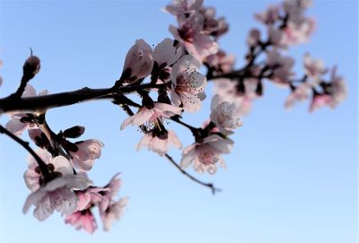 Low angle view of cherry blossoms against sky